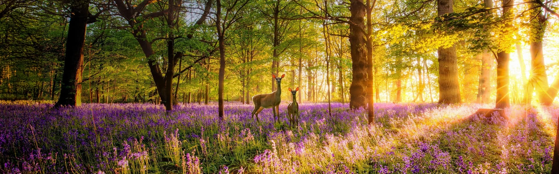 Love Nature