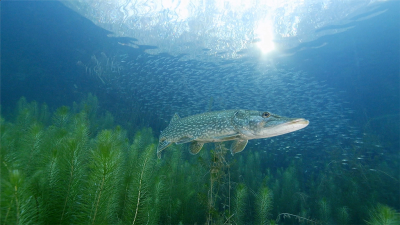 Invisible River: Under Water Between the Black Forest and the Vosges