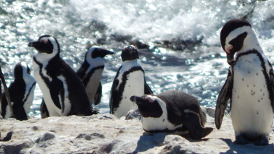 Meet The Penguins