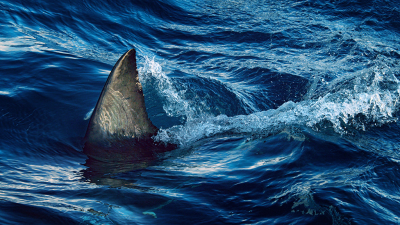 Predators of the Great Barrier Reef