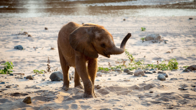 Animals at Play