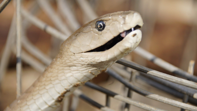 Black Mamba: Legends of Venom