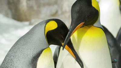 Building Penguin Paradise