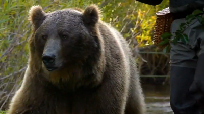 Casey & Brutus: Grizzly Encounters