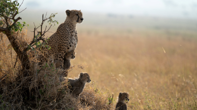 Predators
