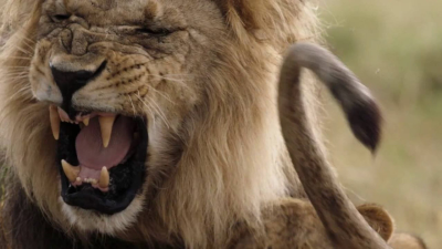 Savage Kingdom