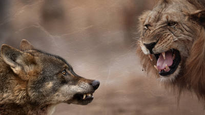 Wolves and Lions: Old Enemies