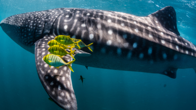 Ningaloo: Australia's Ocean Wonder