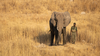 My Best Friend's an Animal