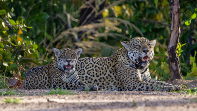 New Kids in the Wild