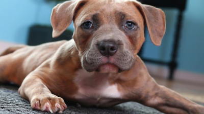 Pit Bulls & Parolees