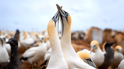 The Ocean's Greatest Feast