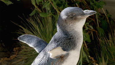 Wild Birds of Australia