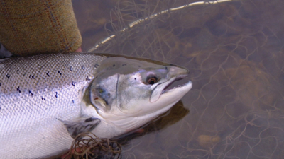 Turas a' Bhradain/The Salmon's Journey