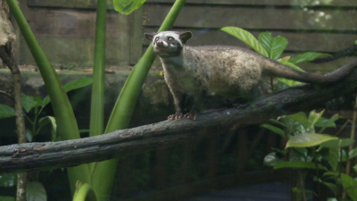 David Attenborough's Wild City