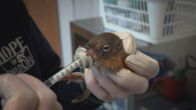 Hope for Wildlife