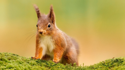 Nol o'r Dibyn gyda Iolo Williams