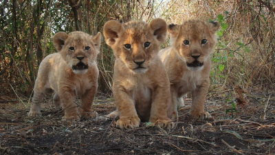 Serengeti III