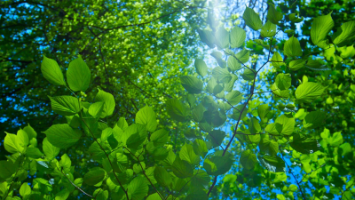 The Great British Year