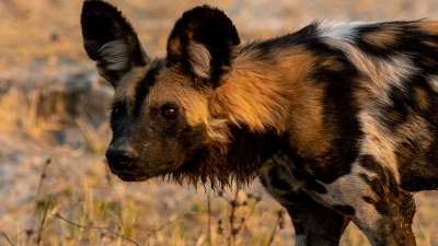 Wild Dogs: Pack vs Pride