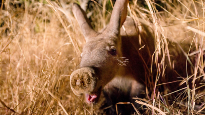 Africa's Wild Roommates: How Animals Share Bed and Board