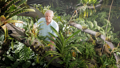 David Attenborough's Kingdom of Plants