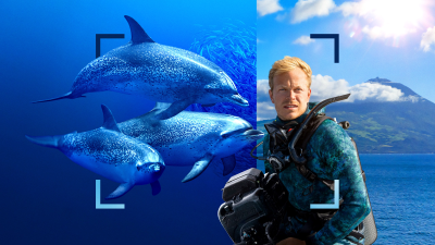 Dolphins Up Close: Bertie Gregory