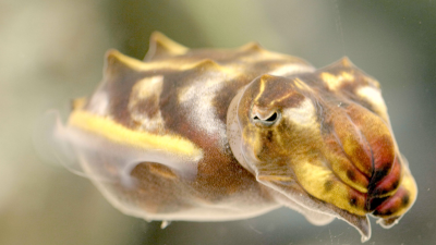 How the Wild Things Sleep