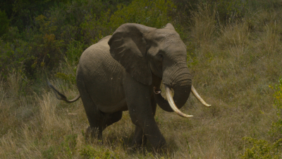 Kenya Wildlife Diaries
