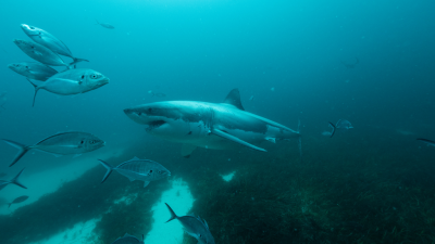 Super Shark Highway