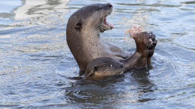 Uptown Otters
