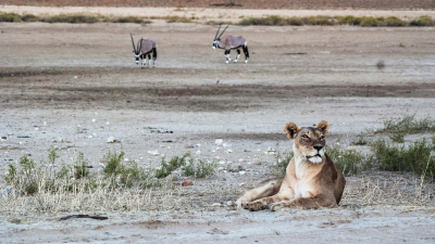 Africa's Deadly Kingdom