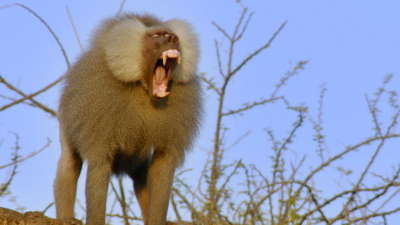 Baboons: Rules of the Troop