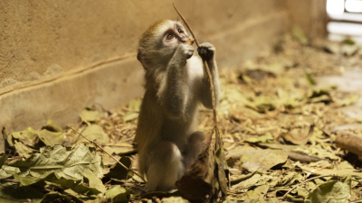 Malawi Wildlife Rescue