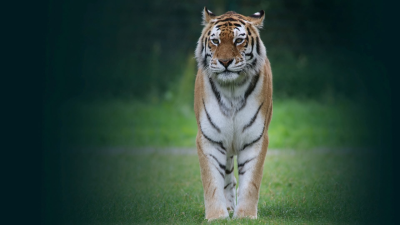 Animal Park