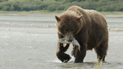 The Hungry Games: Alaska Big Bear Challenge