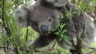 Wild Australia: Fierce Families..
