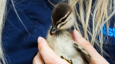 Wildlife ER