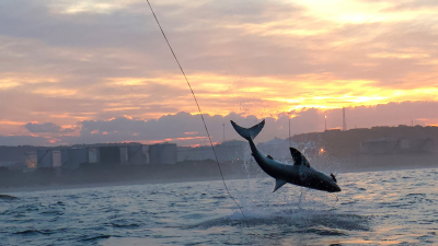 Air Jaws Strikes Back