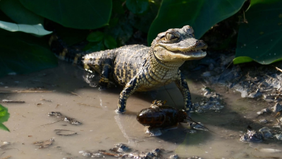 Florida Untamed: Where Reptiles..