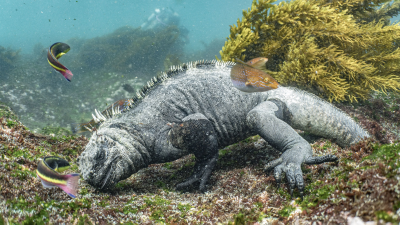 Galapagos: Enchanted Isle