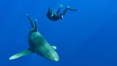 Shark with Steve Backshall