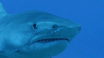 When Sharks Attack