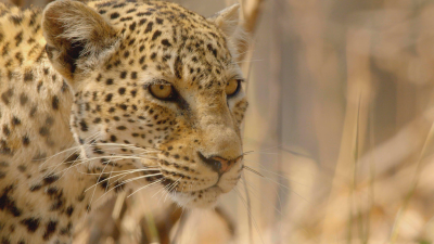 Africa's Hunters