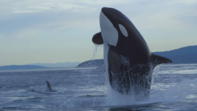Killer Whale Chronicles