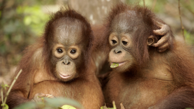 Orangutan Jungle School