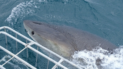 Shark Attack Files