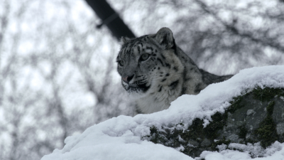 Age of the Big Cats