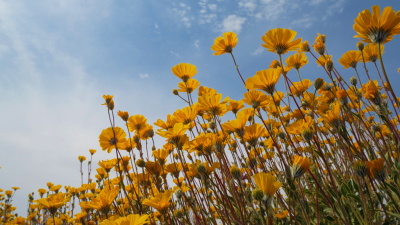 America's Wild Seasons