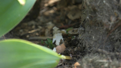 Aussie Snake Wranglers: Deadly Pursuit